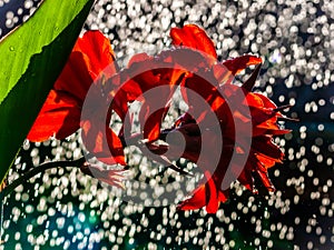 Red Canna Flower with Sunlight and Waterdrops