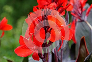 Red canna flowers at full bloom