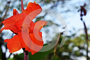 Red Canna Lilly, Canna Flower.