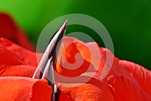 a red canna lily blossom in sunshine