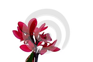 Red canna lily flower blossom in botanical garden on white isolated background