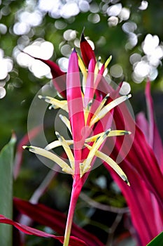 Red Canna Lily Flower with Blurred background