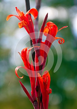 Red Canna Lily Flowers 1