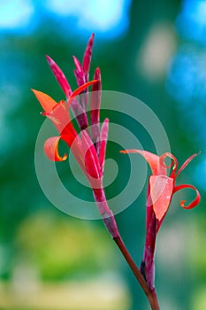 Red Canna Lily Flowers 2