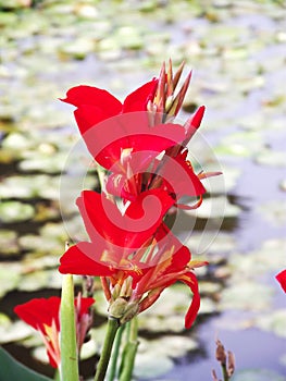 Red Cannaceae beautiful on river, Closeup beauty flower.