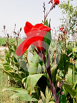 Red Cannon lilly orchid picture