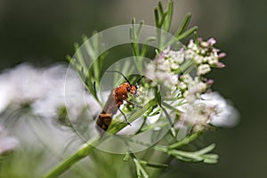 Red cantharid beetle on a flower