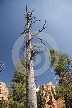 Red Canyon Dead Tree