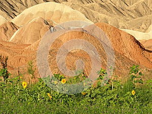 Red Canyon in the growth of green plants