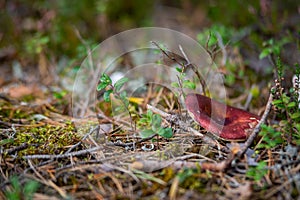 Red-cap boletus Mushroom with fall leaves Autumn Nature forest seasonal concept view from the ground