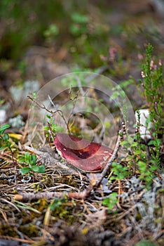 Red-cap boletus Mushroom with fall leaves Autumn Nature forest seasonal concept view from the ground