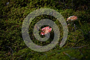 Red-cap boletus Mushroom with fall leaves Autumn Nature forest seasonal concept view from the ground