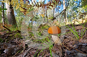 Red cap mushroom photo