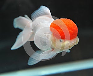 Red cap oranda goldfish