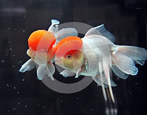 Red cap oranda goldfish