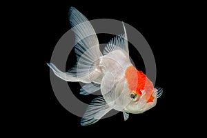 Red Cap Oranda Goldfish Isolated