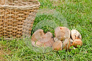 Red cap scaber stalk leccinum aurantiacum mushroom