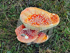 Red Cap Toadstools