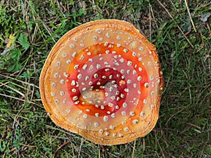 Red Cap Toadstools