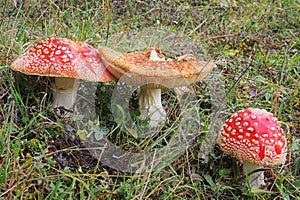 Red Cap Toadstools photo