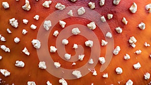 Red cap with white spots of poisonous mushroom, Amanita Muscaria. Flatley. Background. Copy space.