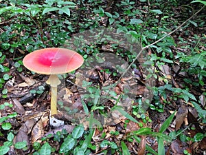 Red Capped American Caesars Mushroom on Yellow Stem