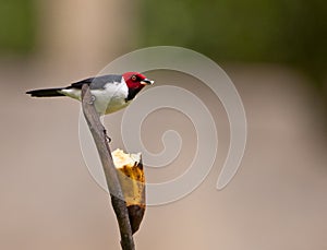 The Red-capped Cardinal