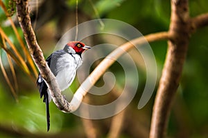 Red-capped cardinal