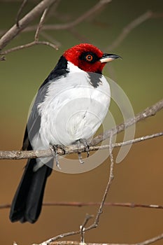 Red-Capped Cardinal