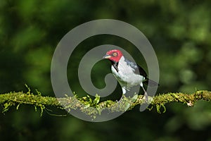 Red Capped Cardinal photo