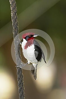 Red-Capped Cardinal, paroaria gularis, Adult hanging from Rope, Los Lianos in Venezuela