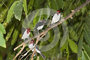 Red-Capped Cardinal, paroaria gularis, Adults standing on Branch, Los Lianos in Venezuela