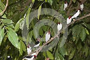 Red-Capped Cardinal, paroaria gularis, Group standing on Branch, Los Lianos in Venezuela