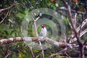 Red-capped cardinal in a tree