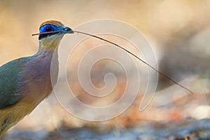 Red-capped Coua, Coua ruficeps