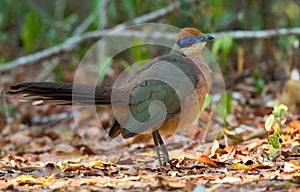 Red-capped Coua, Coua ruficeps
