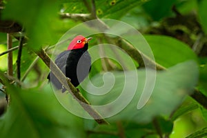 Red-capped manakin - Ceratopipra mentalis  bird in the Pipridae family. It is found in Belize, Colombia, Costa Rica, Ecuador,