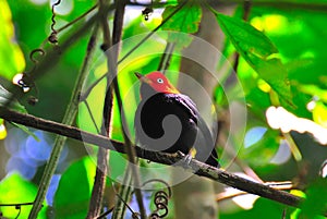 Red Capped Manakin, Costa Rica