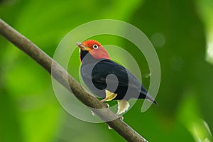 Red-capped Manakin, Pipra mentalis, rare bizar bird, Nelize, Central America.