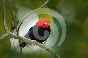 Red-capped Manakin, Pipra mentalis, rare bizar bird, Nelize, Central America. Forest bird, wildlife scene from nature. Black Manak photo