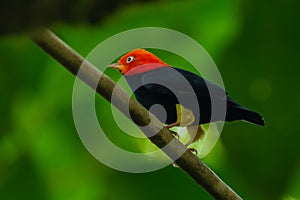 Red-capped Manakin, Pipra mentalis, rare bizar bird, Nelize, Central America. photo