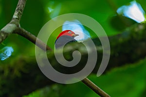 Red-capped Manakin, Pipra mentalis, rare bizar bird, Nelize, Central America. photo