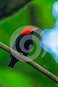 Red-capped Manakin, Pipra mentalis, rare bizar bird, Nelize, Central America. photo