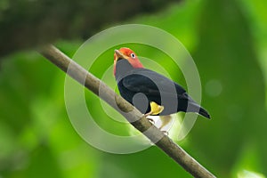 Red-capped Manakin, Pipra mentalis, rare bizar bird, Nelize, Central America. photo