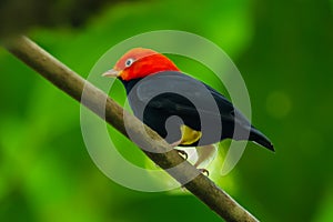 Red-capped Manakin, Pipra mentalis, rare bizar bird, Nelize, Central America. photo