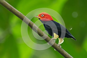 Red-capped Manakin, Pipra mentalis, rare bizar bird, Nelize, Central America. photo