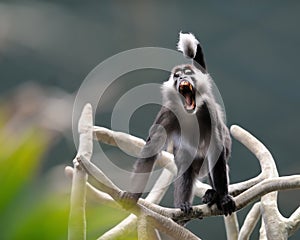 Red-capped mangabey