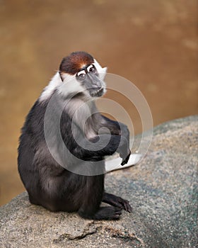 Red-capped Mangabey