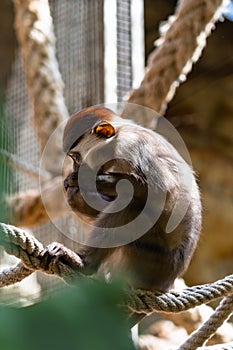 Red Capped Mangabey Cercocebus torquatus In Barcelona Zoo