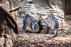 Red Capped Mangabey Cercocebus torquatus In Barcelona Zoo